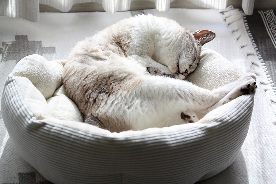 أقمشة صديقة للحيوانات الأليفة